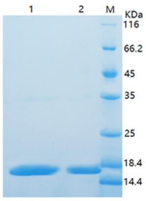 M: Protein Marker; 1.Reduce sample (2ug).2.Non-reduce sample (2ug).
